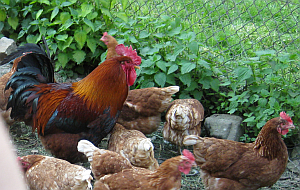 Hühner im Freiland