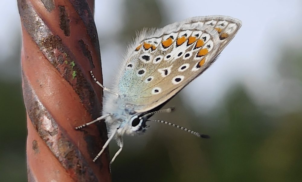 Schmetterling mit orange-schwarz gepunkteten Flügeln sitzt auf einem Metallstab, im Hintergrund unscharf Bäume und Hecken
