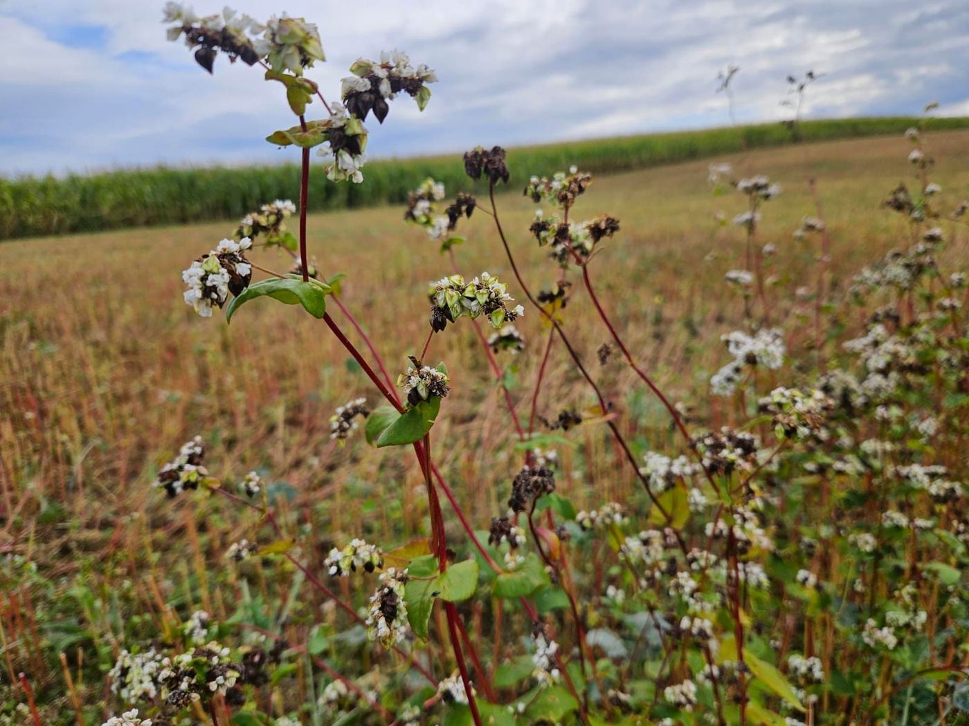 Blühender Buchweizen in einem Blühstreifen am Feldrand von Hofgut Pulsitz