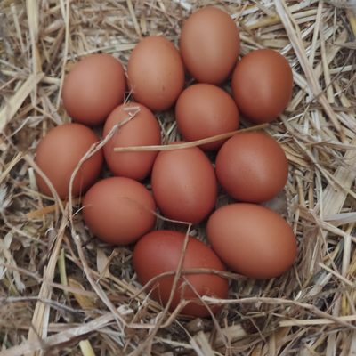Frische Eier der eigenen Hühner im Stroh