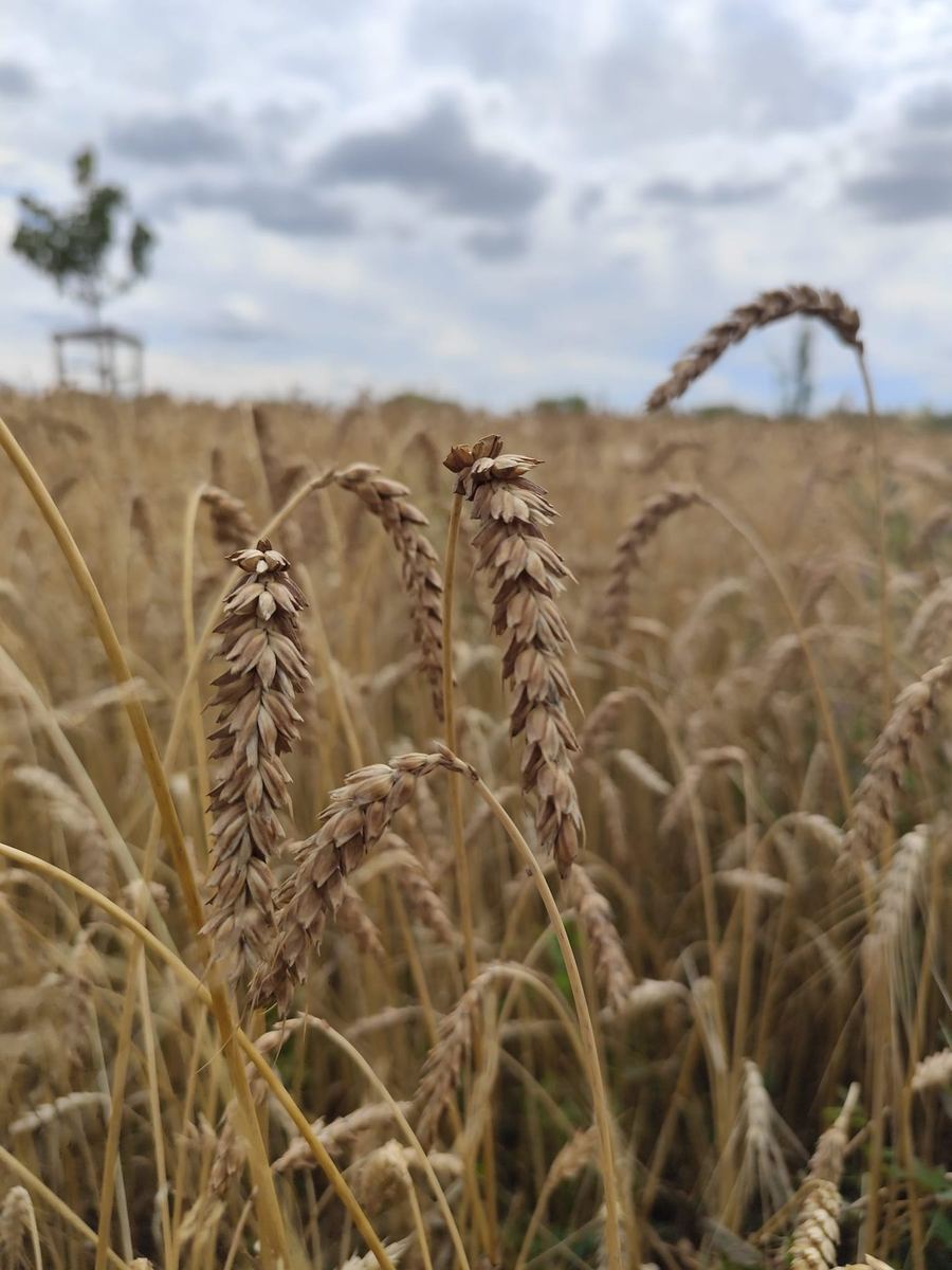 Reifes Getreide auf einem Feld von Hofgut Pulsitz in der Lommatzscher Pflege