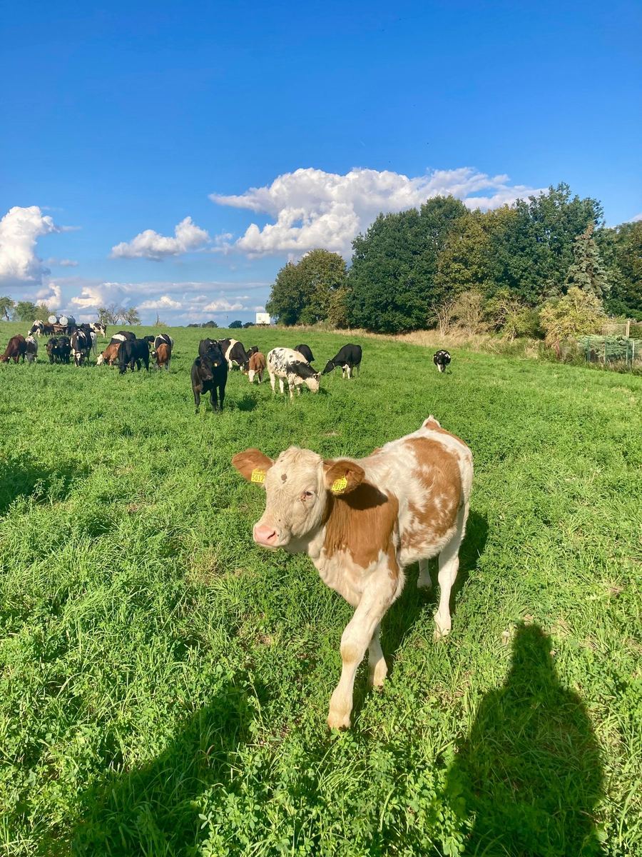 Junges Kalb auf der Weide, im Hintergrund die Mutterkuhherde
