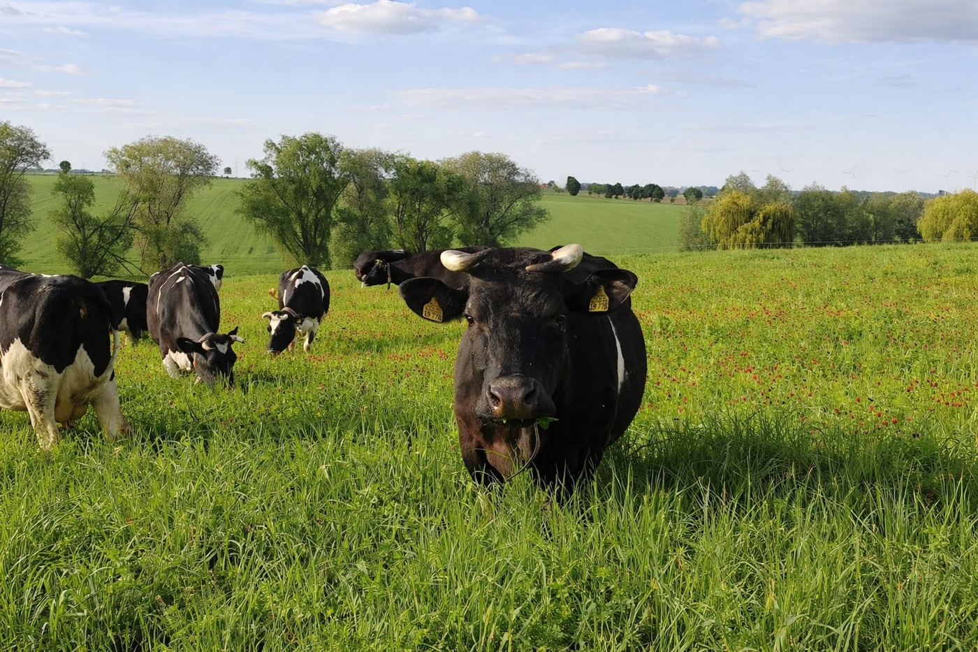 Milchkühe auf der Weide, im Vordergrund eine Kuh mit Hörnern